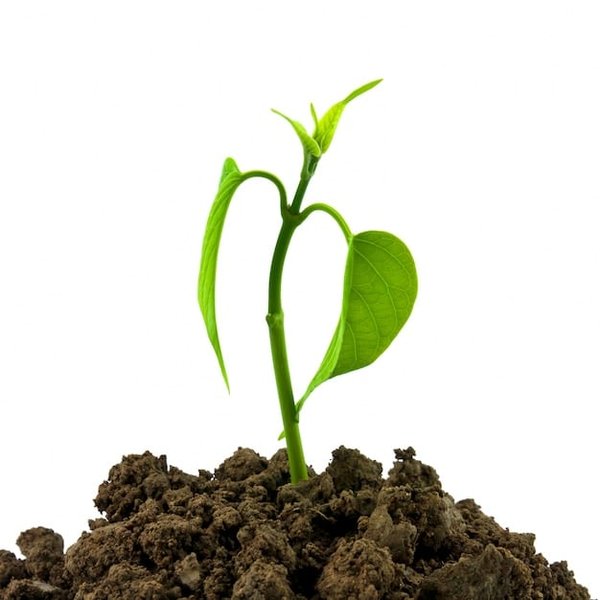 Quels sont les atouts de la gemmothérapie ?