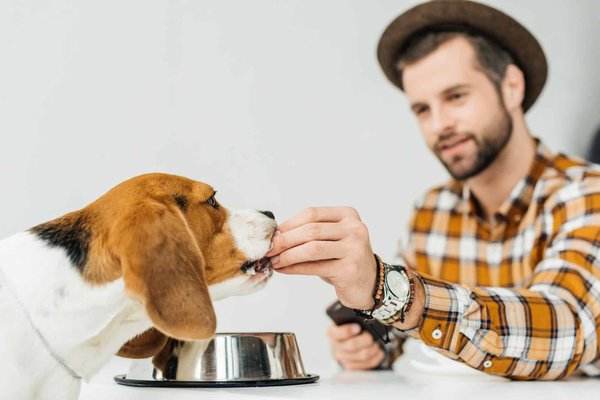 Nutrition canine : les meilleures pratiques pour une alimentation saine